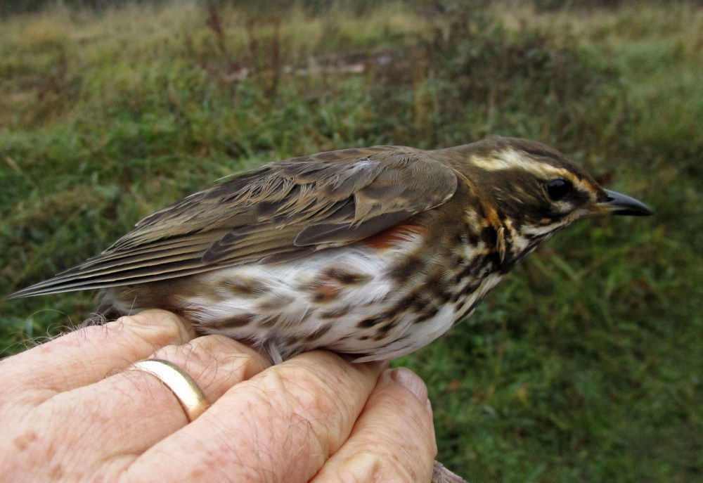 IMG_0245 Redwing