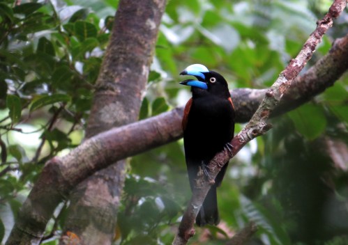 IMG_0329 Helmet Vanga