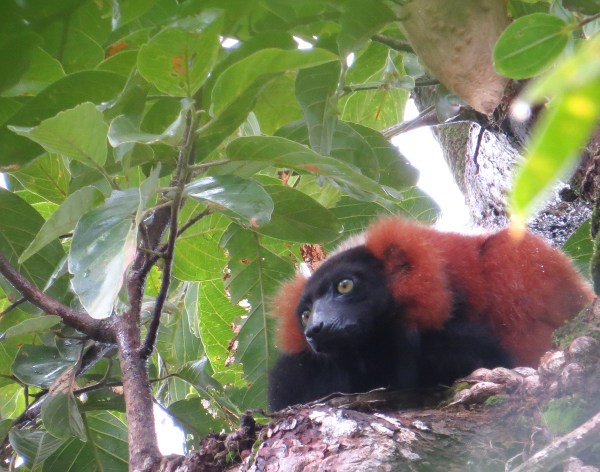 IMG_0346 Red Ruffed Lemur