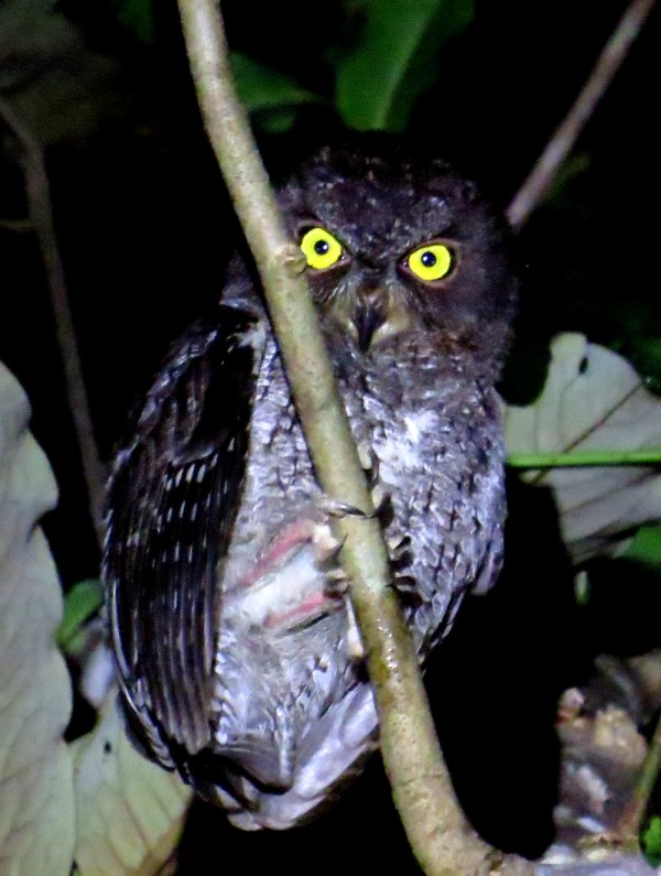 IMG_0389 Rainforest Scops Owl