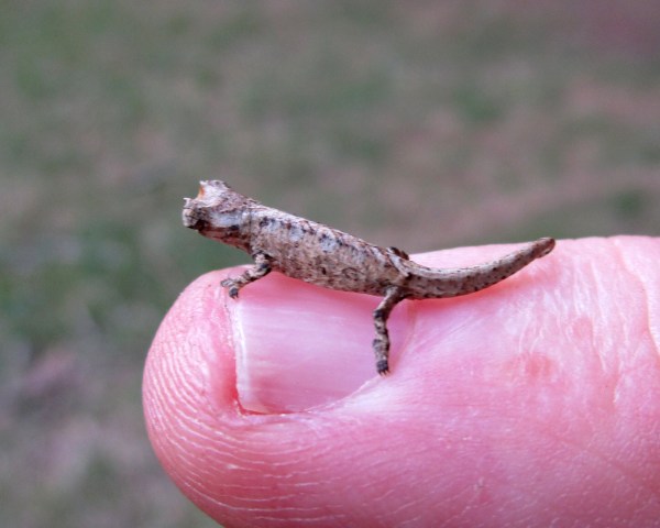 IMG_0605 Dwarf Chameleon