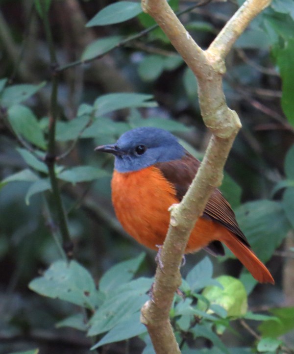 IMG_0677 Amber rock Thrush