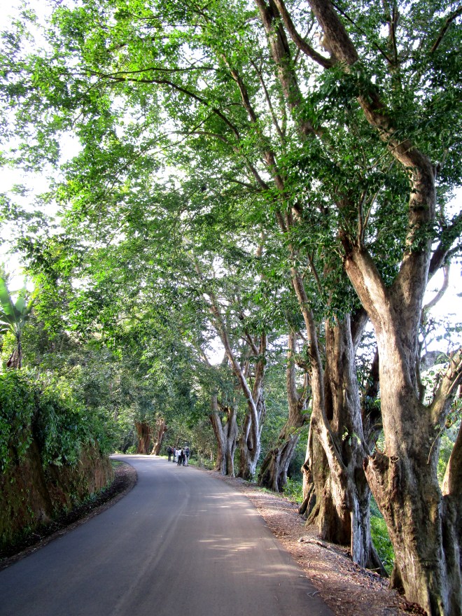 IMG_0910 Moheli birding