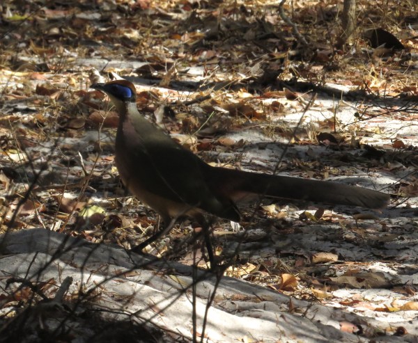 IMG_0954 Red-capped Coua