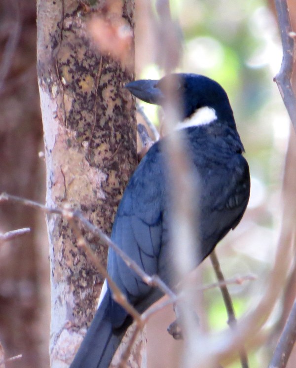 IMG_0964 Van Dam's Vanga