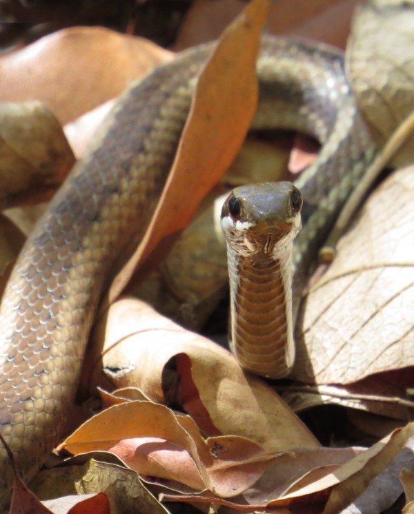 IMG_0977 snake to ID