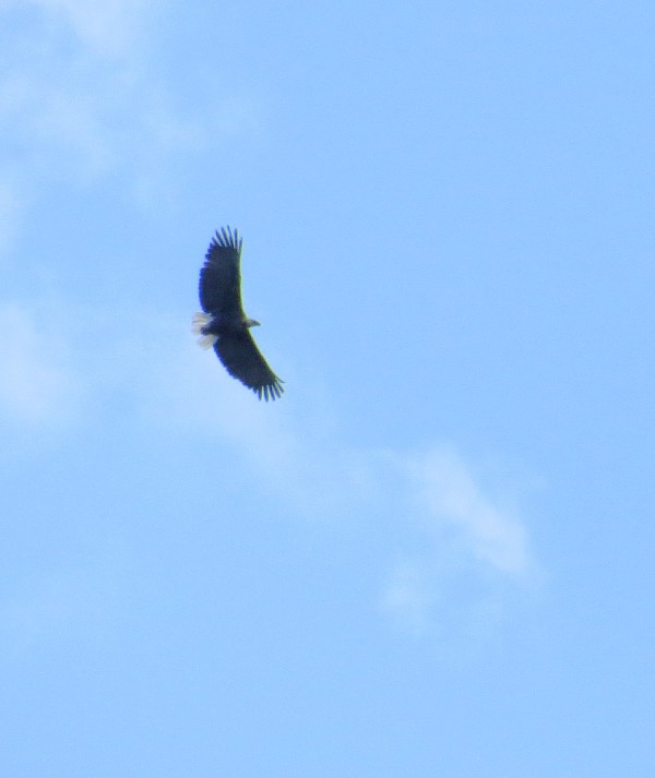 IMG_1003 Mad Fish Eagle