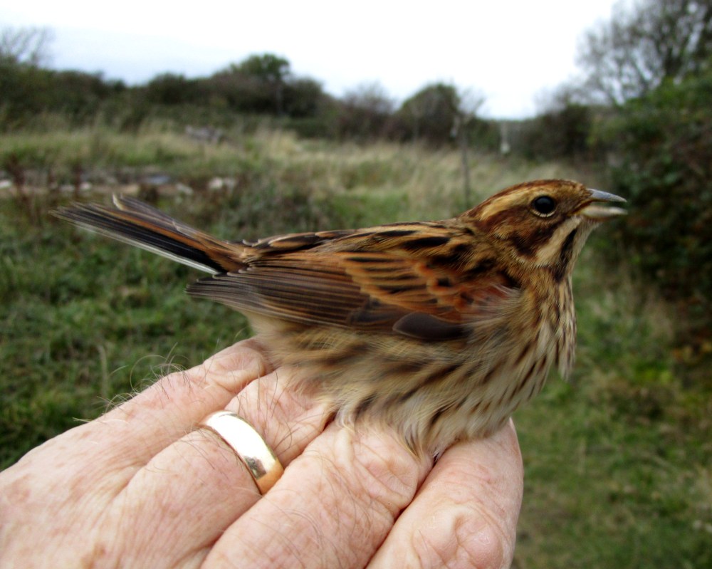 IMG_1048 Reed Bunting