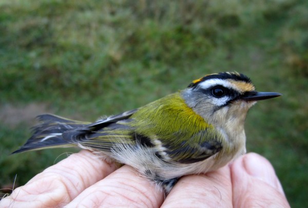 IMG_1068 Firecrest