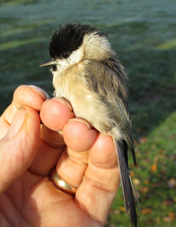 IMG_1074 Marsh Tit