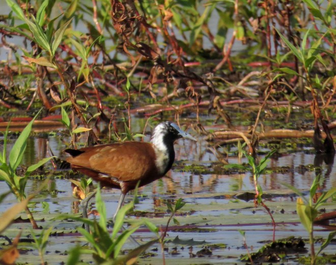 IMG_1195 Mad Jacana