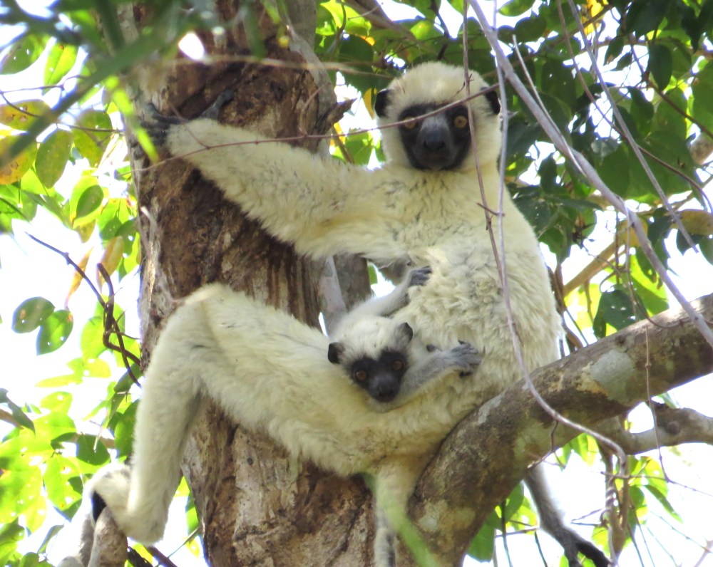 IMG_1203 Decken's Sifaka
