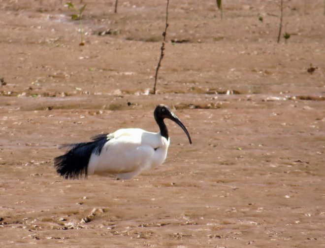 IMG_1370 Mad Sacred Ibis