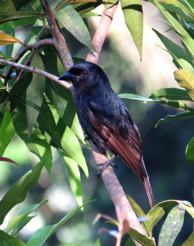IMG_1386 GC Drongo