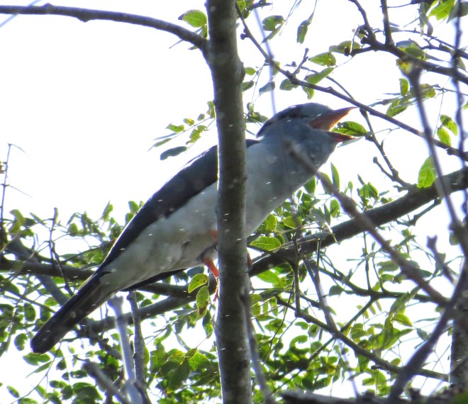 IMG_1418 Comoros Courol