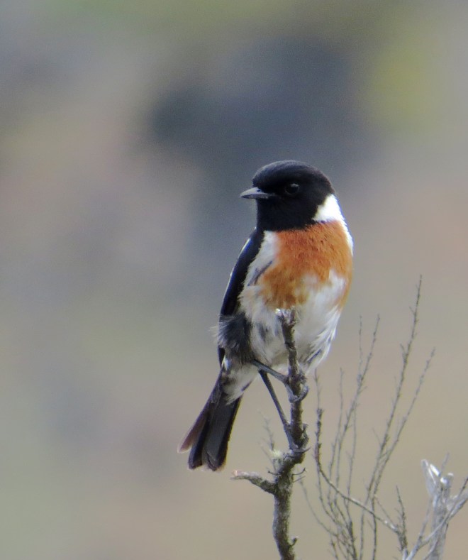 IMG_1499 African Stonechat