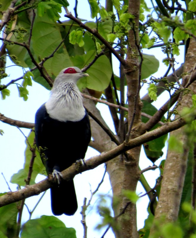 IMG_1661 Comoros Blue Pigeon