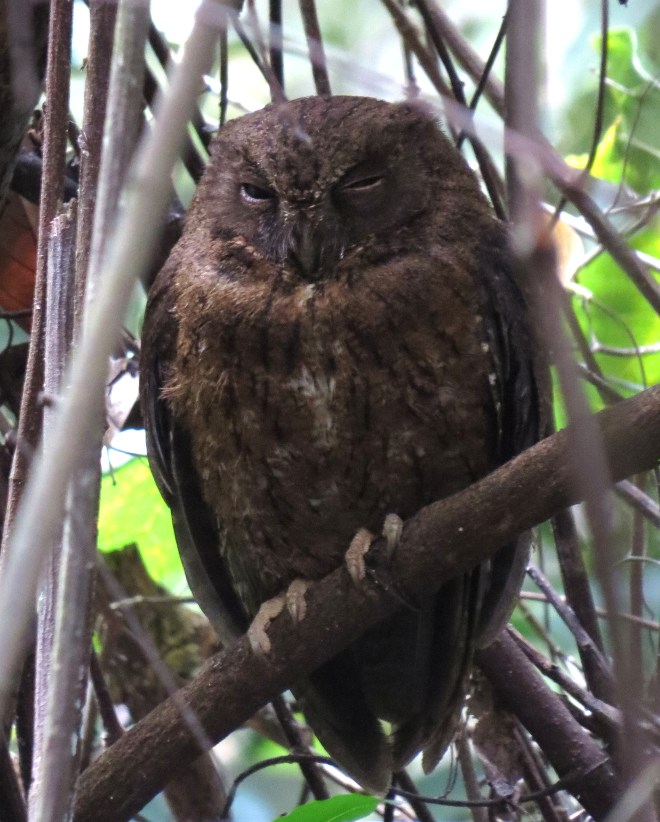 IMG_1735 Mayotee Scops Owl