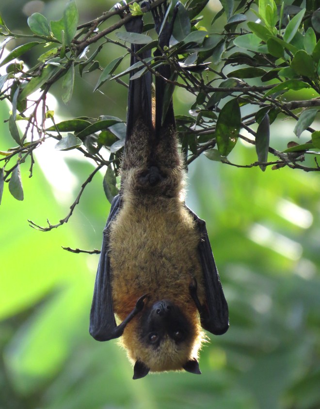 IMG_1745 Seychelle's Fruit Bat