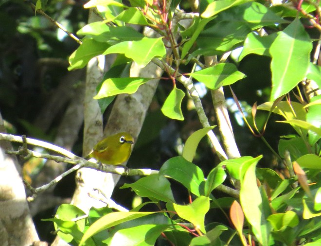 IMG_1746 Mayotte White-eye
