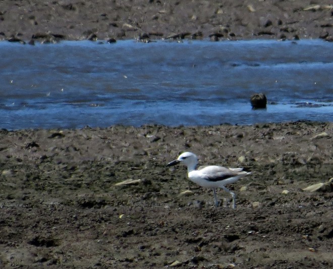 IMG_1965 Crab Plover