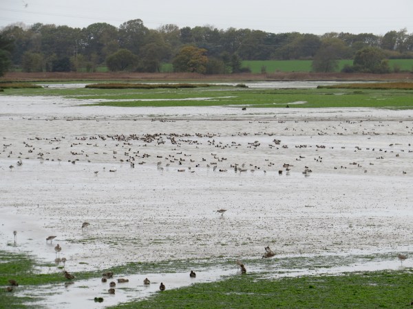 IMG_1975 Holes Bay waders