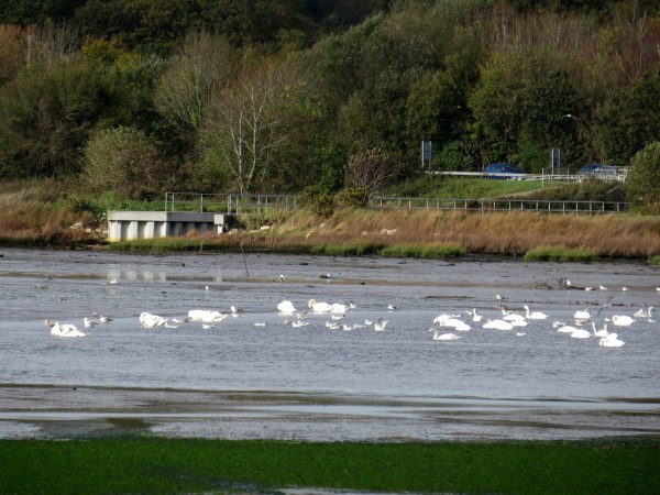 IMG_1977 Holes Bay Mute Swans