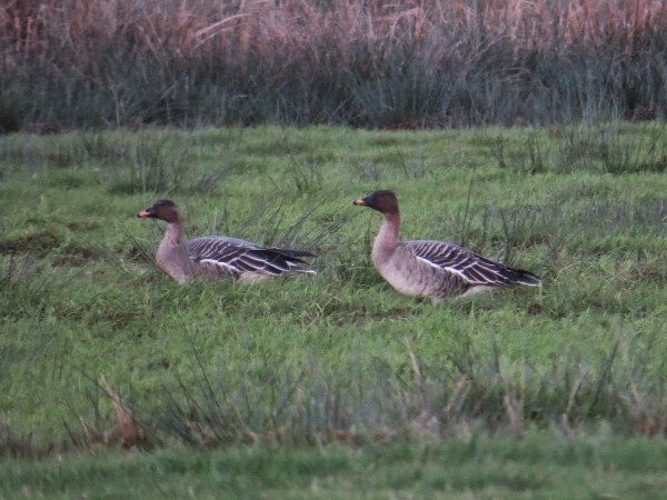 Bean Goose Joe Mitchell