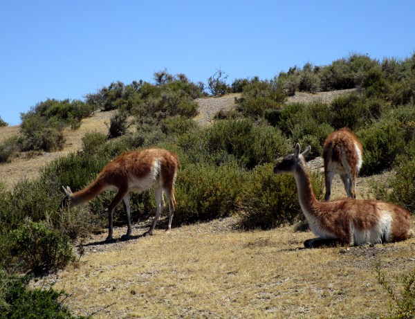 IMG_1194 Guanaco
