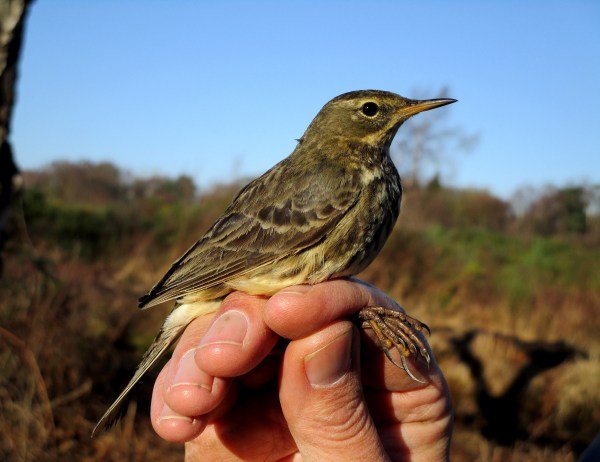 IMG_1308 Rock Pipit