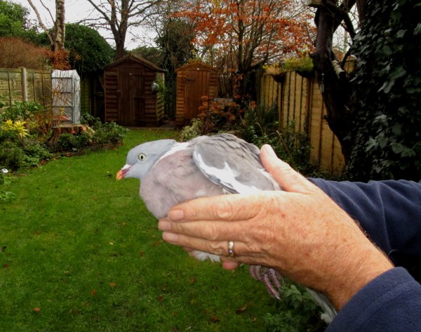 IMG_1317 Woodpigeon
