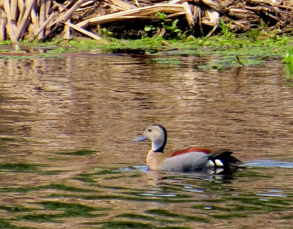 IMG_1980 Ringed Teal