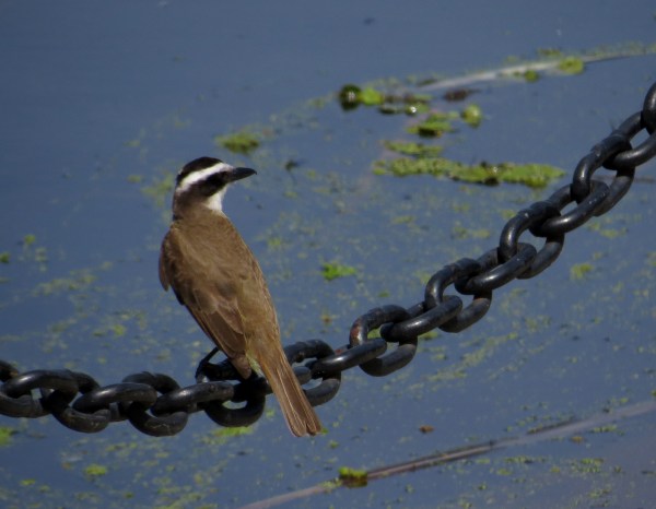 IMG_1989 Great Kiskadee