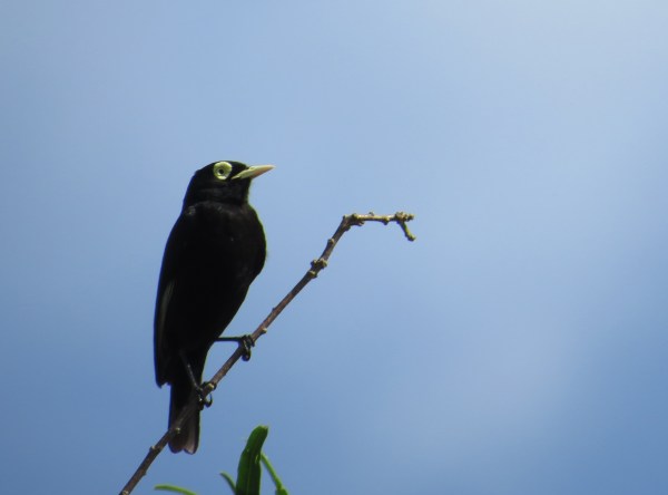 IMG_2001 Spectacled Tyrant