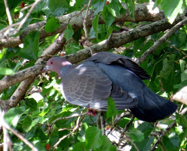 IMG_2005 Picazuro Pigeon