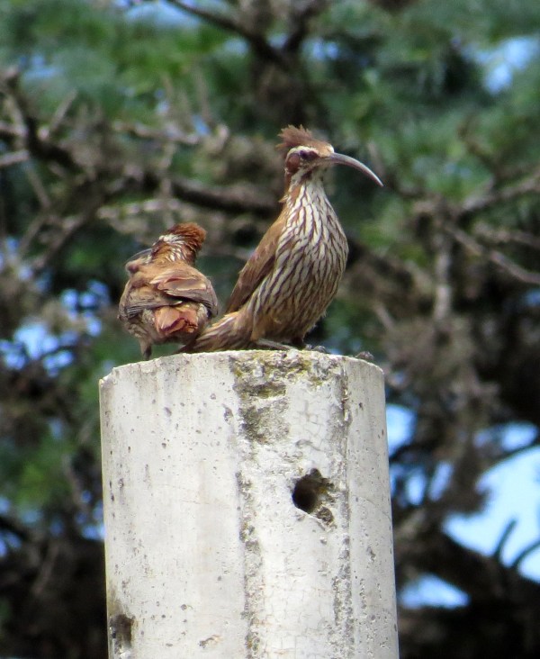 IMG_2015 Scimitar-billed WC