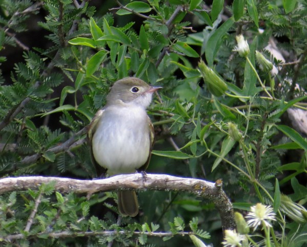 IMG_2060 Short-billed Eleania