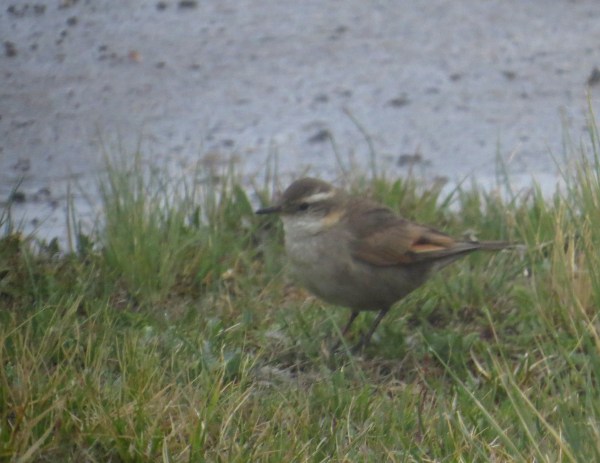IMG_2099 Cordoba Cinclodes