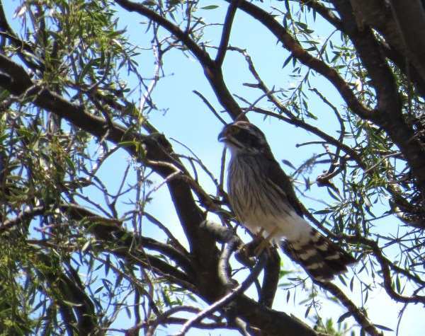 IMG_2134 Spot-winged Falconet
