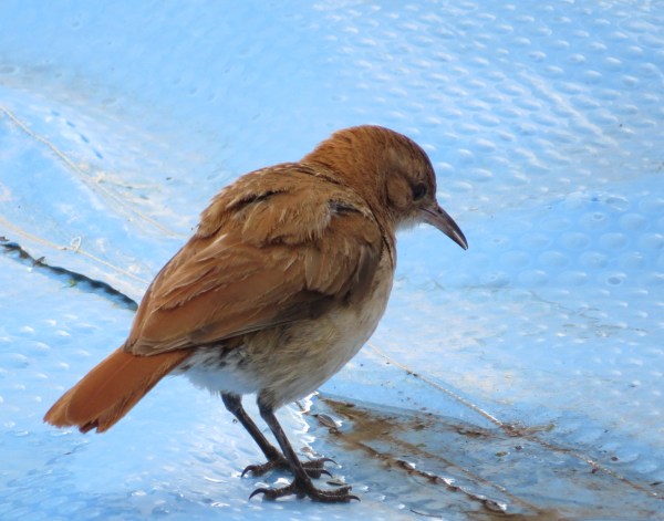 IMG_2150 Rufous Hornero