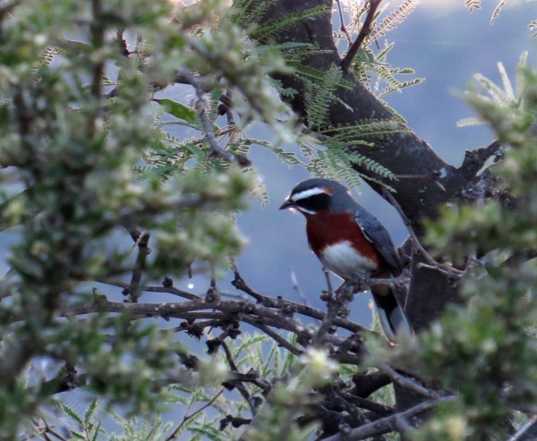 IMG_2179 Black & Rufous Warbling Finch
