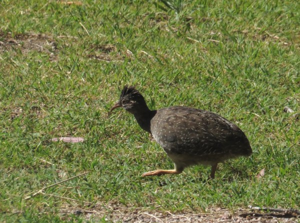 IMG_2227 Andean Tinamou