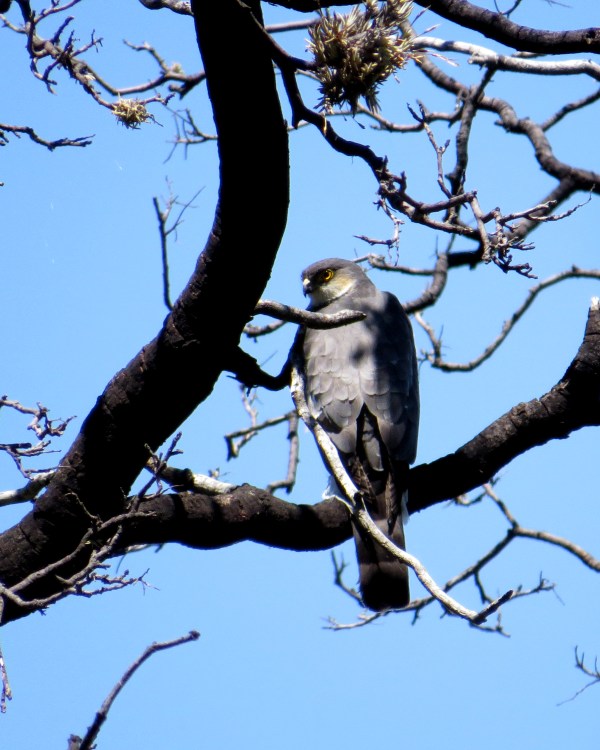 IMG_2239 Rufous-thighed Sparrowhawk