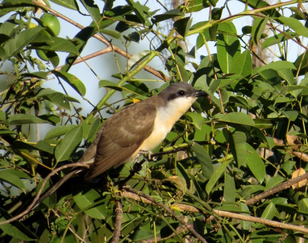 IMG_2263 Dark-billed Cuckoo
