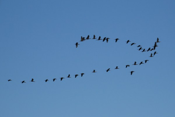IMG_2276 White-faced Ibis