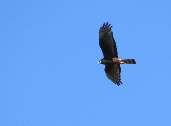 IMG_2283 Long-winged Harrier