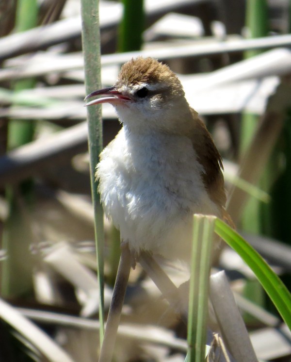 IMG_2297 Curve-billed Reedhaunter