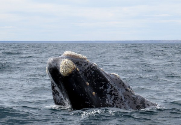 IMG_2814 Southern Right Whale - Copy