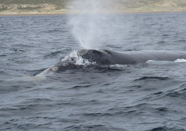 IMG_2819 Southern Right Whale - Copy