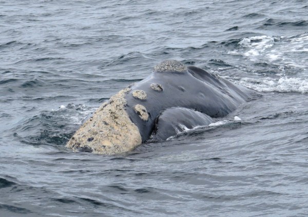 IMG_2821 Southern Right Whale - Copy